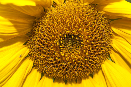 Bright yellow sunlight close up