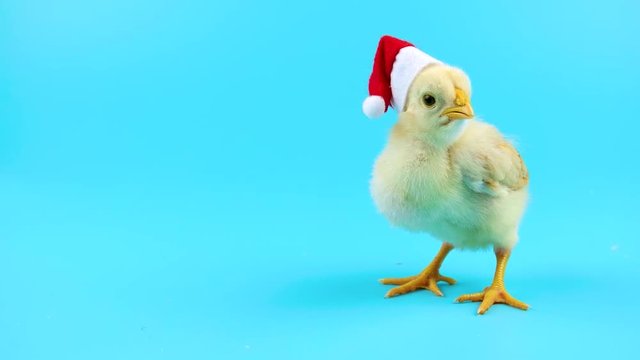 2017 year of the rooster, small cock in red Santa Claus hat, ready for chroma key
