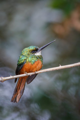 Rufous-tailed Jacamar on a tree in the nature habitat, wild brasil, brasilian wildlife, pantanal, green jungle, birding, Galbula ruficauda