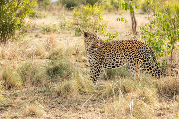 Leopard walking in the grass.