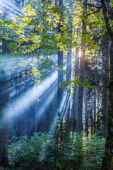 Fototapeta na wymiar Magic sunlight in green forest at morning time in autumn