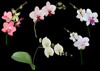 Naklejka na ściany i meble five orchids branches collection isolated on black