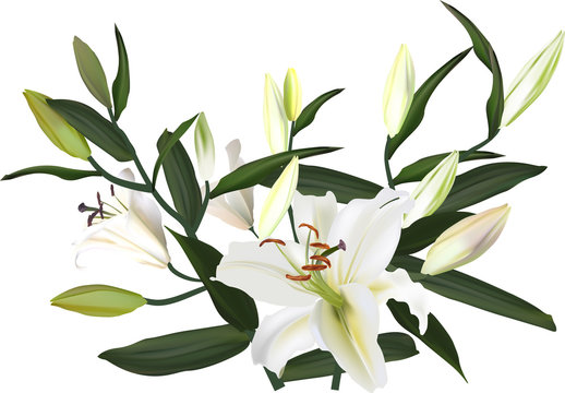 white lily bush with blooms and buds