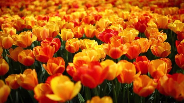 images of tulips in spring