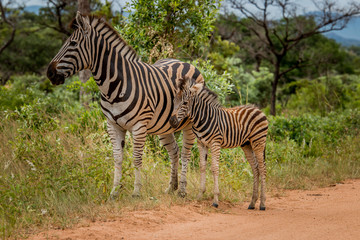 Fototapeta na wymiar A Zebra with a baby Zebra.