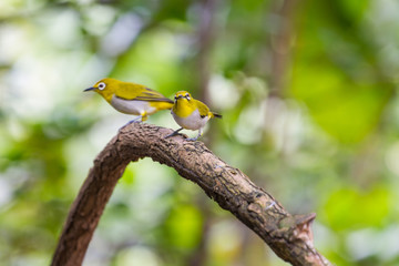 Oriental White-eye Bird of Thailand