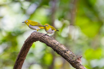 Oriental White-eye Bird of Thailand