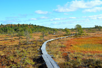 Colorful autumn landscape on bog Torronsuo National Park, Finland