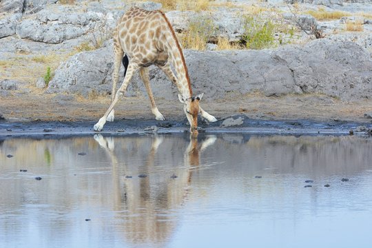 trinkende Giraffe (giraffa camelopardalis) im Etosha Nationalpark