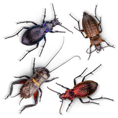 Set of insects