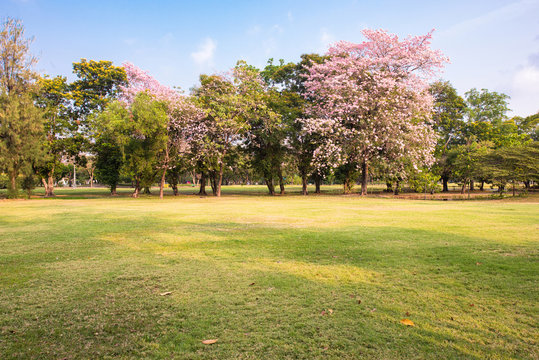 Beautiful lawn and green park landscape with pink flowers on tree in autumn
