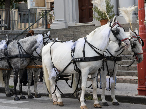 I cavalli addobbati per la festa
