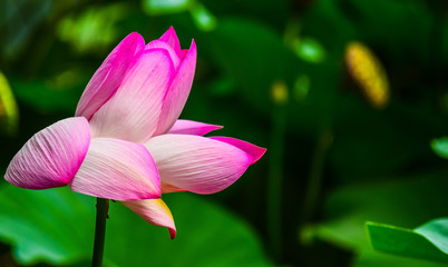 Lotus Flower