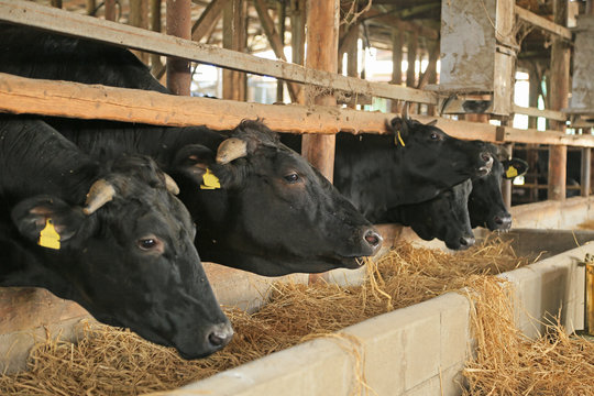 肉牛の飼育