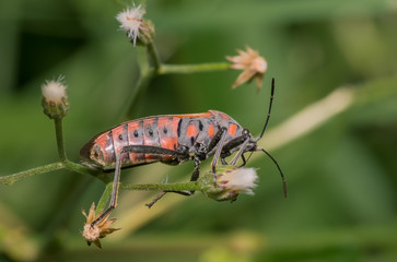 hemipteran lygaeidae milkweed bug