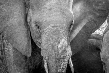 Close up of an Elephant head in black and white.