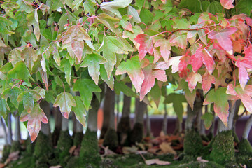 Forest / Forest bonsai maple red and green