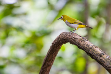 Oriental White-eye Bird of Thailand