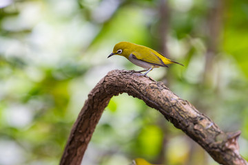 Oriental White-eye Bird of Thailand