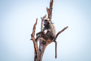 Baboon sitting in a dead tree.