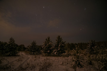 spruce forest night snow stars