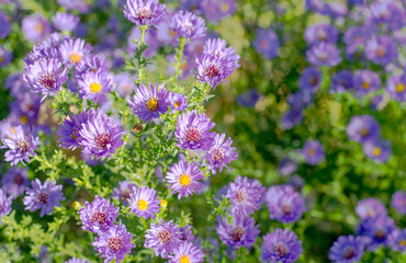 Obraz premium autumn flowers