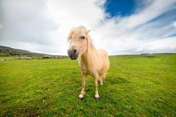 Pony free Irish beach