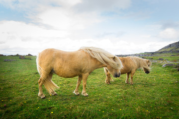 Fototapeta premium Pony free Irish beach
