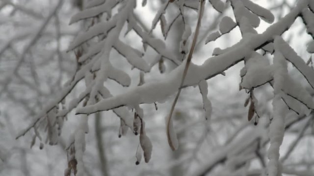 Close Up Of Tree Braches Covered In Snow, Snow Storm, Winter, Background