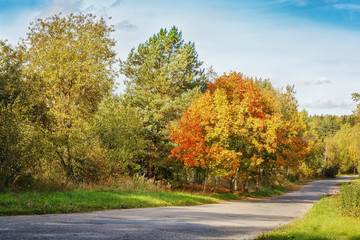 Forest autumn road.
