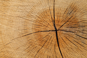 Wood with cracks