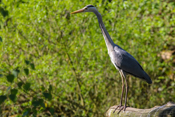 Ein Graureiher am Gewässerufer