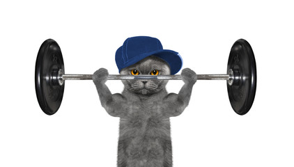 Sport. Cat is going to do exercise with weight