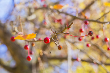 background branch of a tree with yellow leaves and red berries in autumn