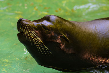 Kalifornischer Seel&ouml;we