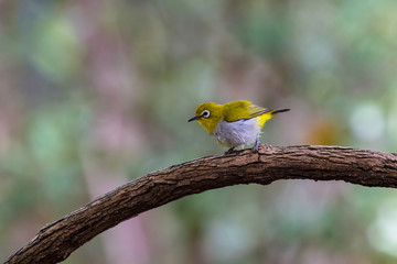 Oriental White-eye Bird of Thailand