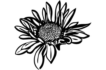  beautiful autumn flower chrysanthemum