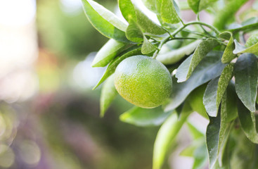 Unripe green tangerines on a tree branch