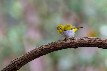 Oriental White-eye Bird of Thailand