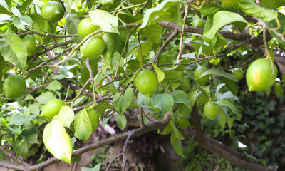 Unripe green lemons on a tree branch