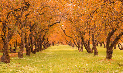 Colorful foliage in the autumn park