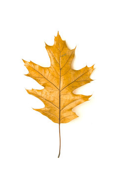 Dry fallen autumn leaf of a tree on white