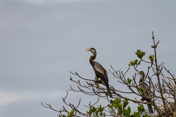 Oriental darter or snakebird bird