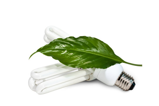 fluorescent lamps and green leaf