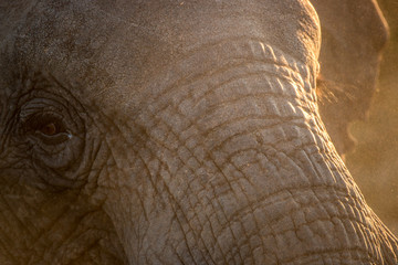 Close up of an Elephant eye.