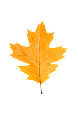 Naklejka na ściany i meble Dry fallen autumn leaf of a tree on white