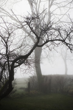 Morning fog, Skane, Sweden.