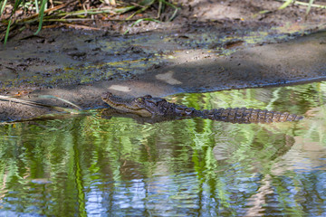 Crocodiles in a farm