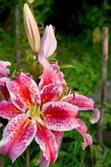 Obraz premium Pink lily blossoms.