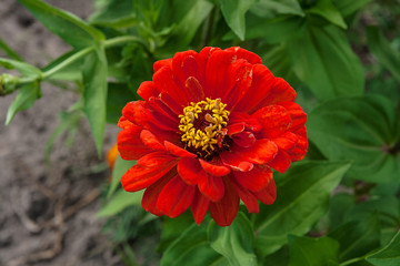 Zinnia flowers on the natural background..